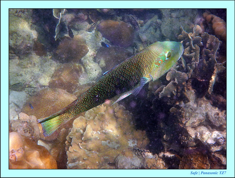 2012 - 03 - Koh Kradan 02